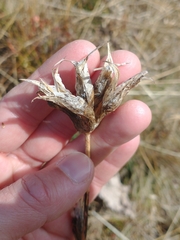 Gentiana lutea