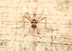 Cholomyia inaequipes