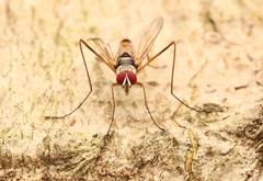 Cholomyia inaequipes