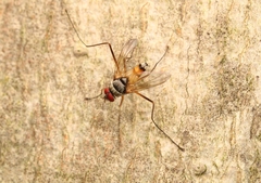 Cholomyia inaequipes