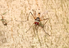 Cholomyia inaequipes