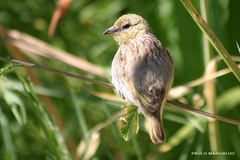 Ploceus melanocephalus