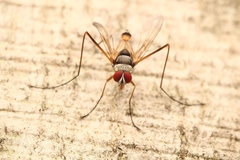 Cholomyia inaequipes