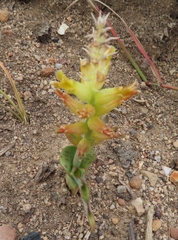 Lachenalia orchioides
