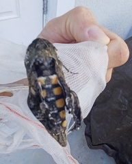 Sphingidae