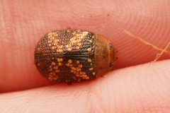 Paropsis aspera