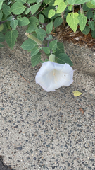 Datura wrightii