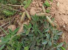 Lotononis prostrata