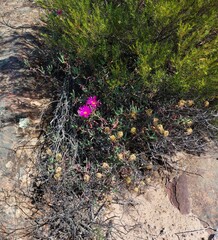 Lampranthus haworthii