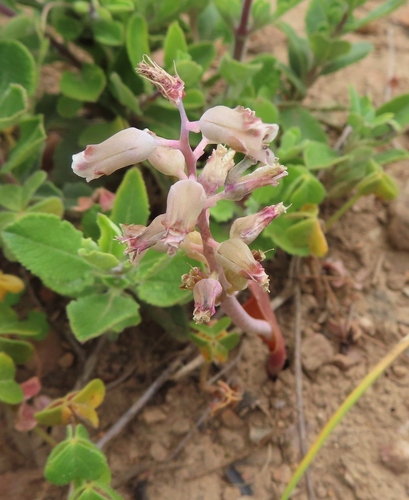 Lachenalia mediana