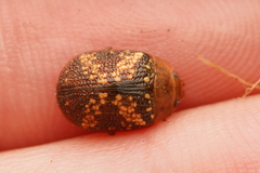 Paropsis aspera