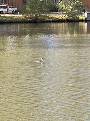 Podiceps cristatus