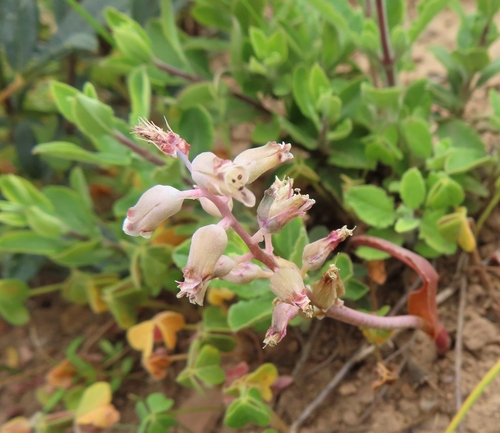 Lachenalia mediana