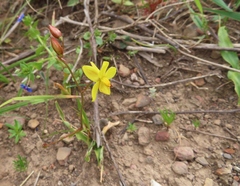 Cyanella lutea