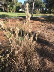 Andropogon glomeratus