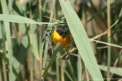 Ploceus melanocephalus