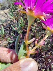 Lampranthus haworthii