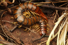 Cormocephalus