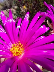Lampranthus haworthii