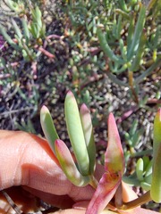 Lampranthus haworthii