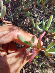 Lampranthus haworthii