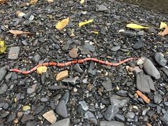 Micrurus dumerilii antioquiensis