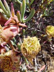 Lampranthus haworthii