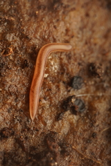 Argonemertes dendyi