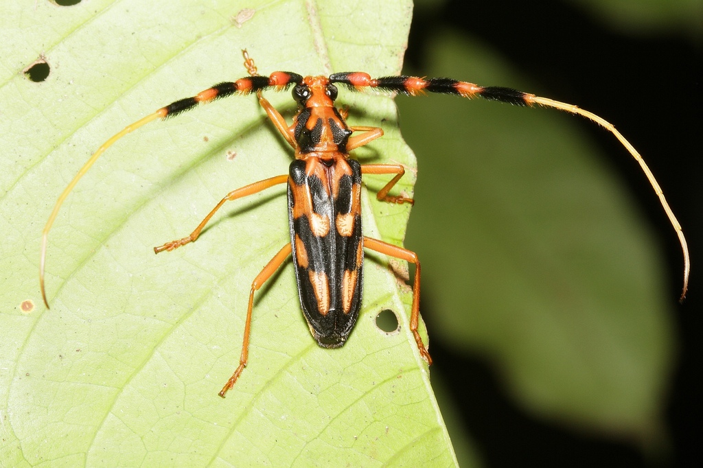 Batus barbicornis