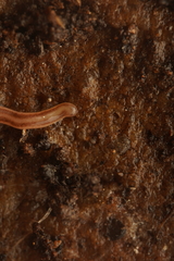Argonemertes dendyi
