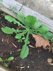 Lactuca virosa
