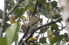 Empidonax difficilis