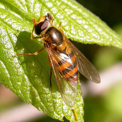 Epistrophe melanostoma