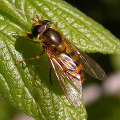 Epistrophe melanostoma