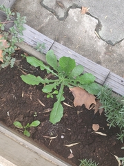 Lactuca virosa