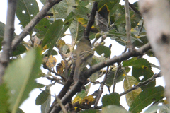 Empidonax difficilis