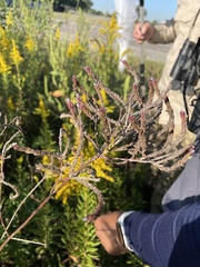 Verbena brasiliensis