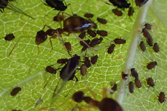 Myzus cerasi