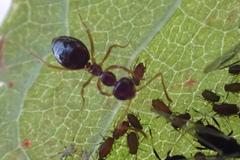 Myzus cerasi