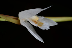 Coelogyne bilamellata