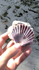 Argopecten irradians