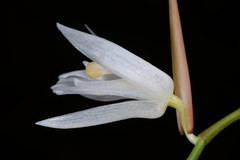 Coelogyne bilamellata