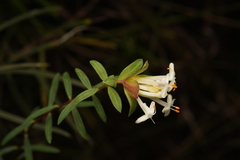 Pimelea linifolia linifolia