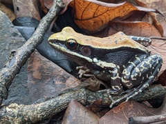 Hydrophylax bahuvistara