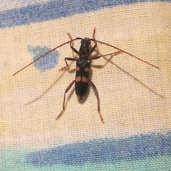 Coleocoptus senio