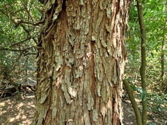 Parapiptadenia rigida