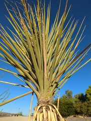 Yucca torreyi