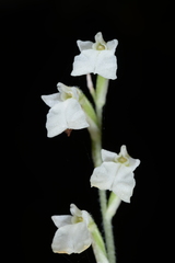 Odontochilus integrus