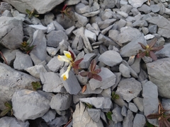 Polygaloides chamaebuxus