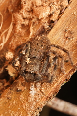 Isopedella pessleri